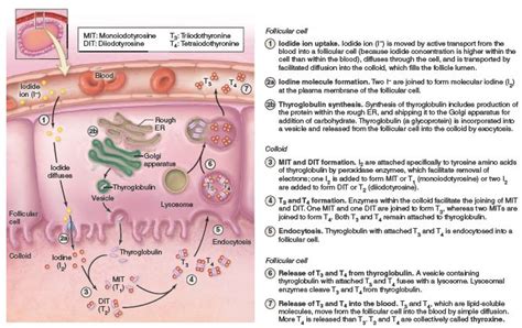 Thyroid Synthesis Flow Chart - Flowchart Examples