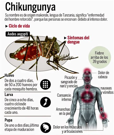 Conoce Los S Ntomas De La Fiebre Chikungunya Diario La Prensa