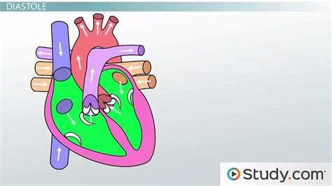 Cardiac Cycle Animation