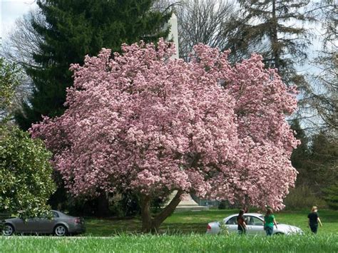 Saucer Magnolia Tree - Westchester Tree Life