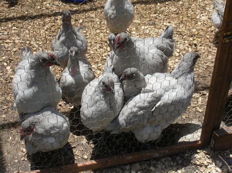 English lavender Orpington chicks | BackYard Chickens - Learn How to Raise Chickens