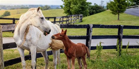 Kentucky Horse Farms & Lexington Horse Farms: KY Properties For Sale