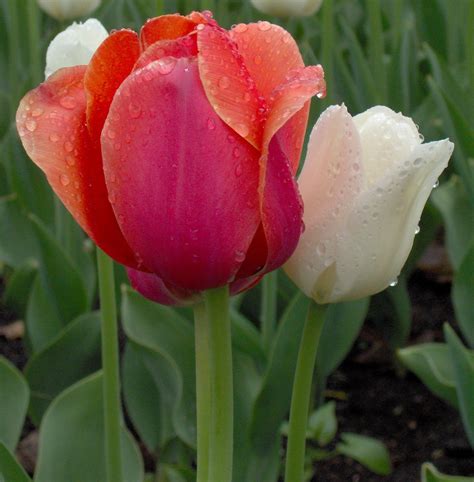 Ottawa Tulip Festival 12 Free Photo Download | FreeImages