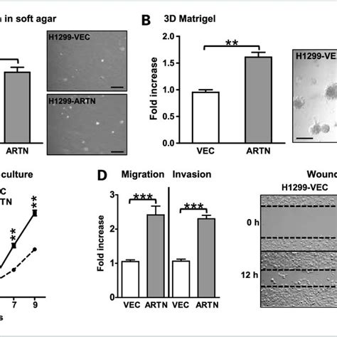 Effects Of Forced Expression Of ARTN In Human NSCLC H1299 Cells A