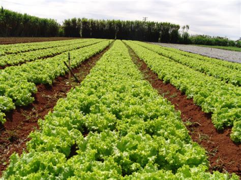 A diferença entre cultivo convencional orgânico e hidropônico Horta