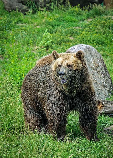 Grizzly Bear Free Photo On Pixabay Pixabay