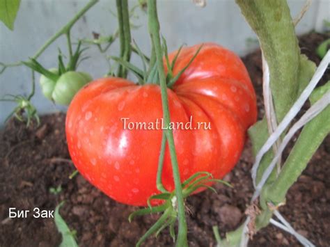 Томат Большой Зак: описание сорта, ОТЗЫВЫ (9), фото | tomatland.ru