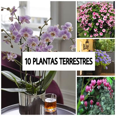 Nombres De Plantas Terrestres Desc Brelos Aqu Plantas