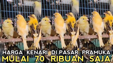 BELI JTN JADI BETINA INI SOLUSINYA PEMILIK KIOS BURUNG KENARI TERBAIK