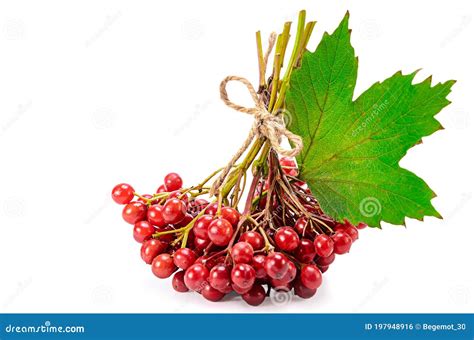 Frutas De Viburno Foto De Stock Imagem De Planta Alimento 197948916