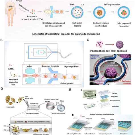 The Application Of Organoids On A Chip Platform In Pancreatic Islet