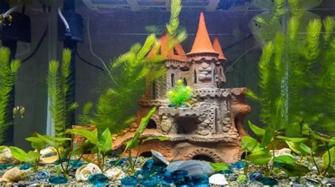 How to Make Aquarium Decorations Safe: Tips for Ensuring Your Fish Stay Healthy