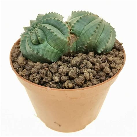 Euphorbia Obesa Tiger Form F Dicotomica Rare Form 10 Cm