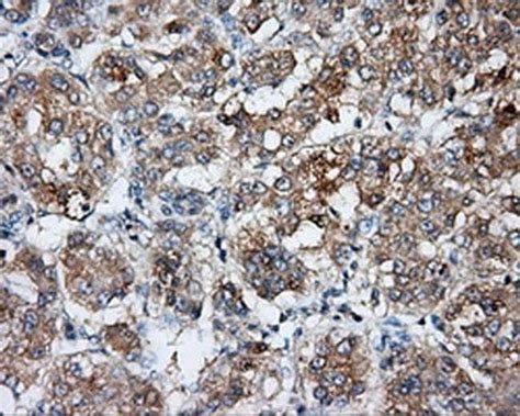 Bsg Monoclonal Antibody Oti E Truemab Origene L Unconjugated