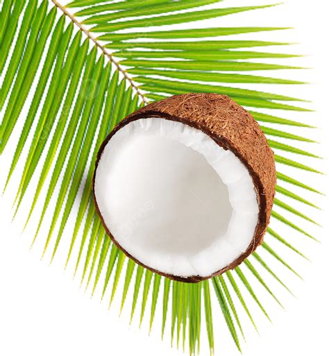 Coco Con Hoja Png Coco Árbol De Coco Imágenes Prediseñadas De árbol