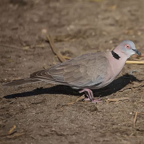 Bird Watching In Africa Mourning Collared Dove African Mourning Dove