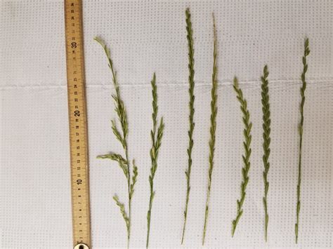 New Publication Italian Ryegrass Management In Dryland Wheat And Small Grains Washington