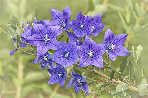 Balloon Flower Bouquet Photograph by Marcia Colelli - Pixels