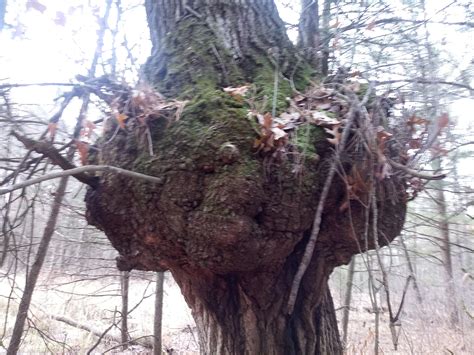 Growth on White Pine : r/mycology