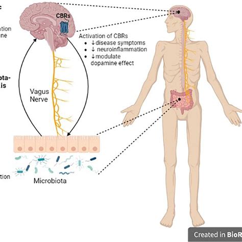 Role Of The Microbiota Gut Brain Axis In Cns Disorders There Is A