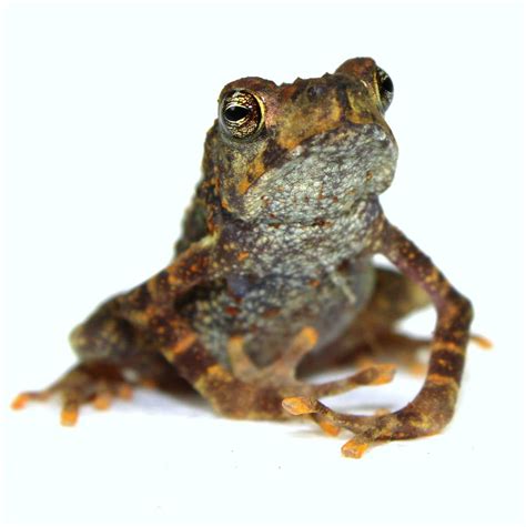 Yellow-Spotted Climbing Toad - Rentapia flavomaculata (Captive Bred)