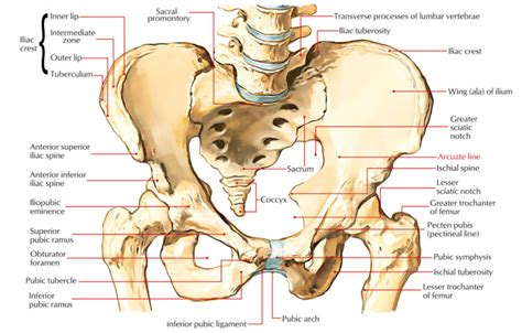 Arcuate Line: Ilium | Anatomy, Anatomy bones, Lower limb