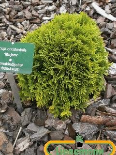 Thuja Occidentalis Mirjam R Baumschule Lienemann