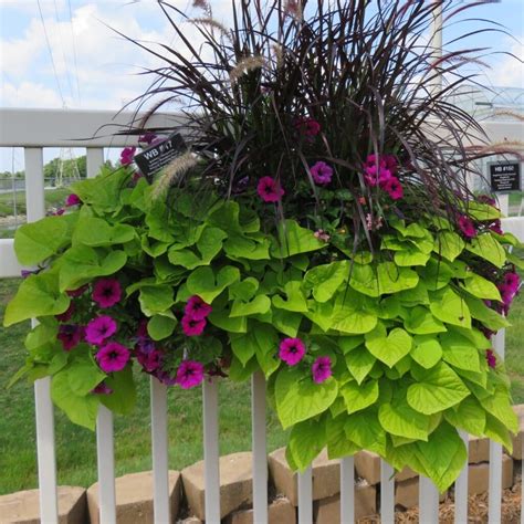 Ipomoea Sweet Potato Marguerite Rcop