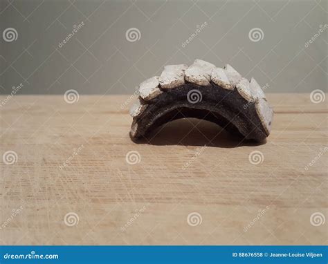 The View From The Top On Chiton Glaucus Stock Photography ...