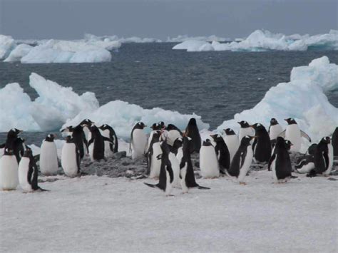 Catástofre En La Antártida Miles De Crías De Pingüino Emperador Se Ahogaron Y La Especie Se