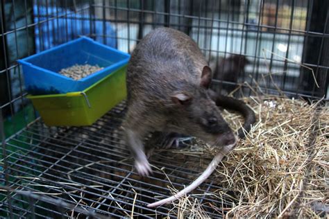 Gambian Pouched Rat Cricetomys Gambianus Species Id Zoochat