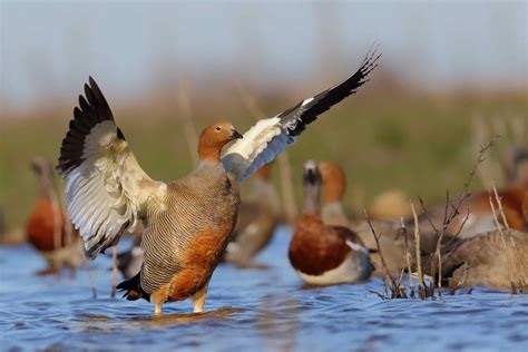 La Lucha Para Salvar Al Cauquén Colorado Un Ave En Peligro Crítico De Extinción En Argentina