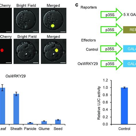 Subcellular Localization Expression Pattern And Transcription