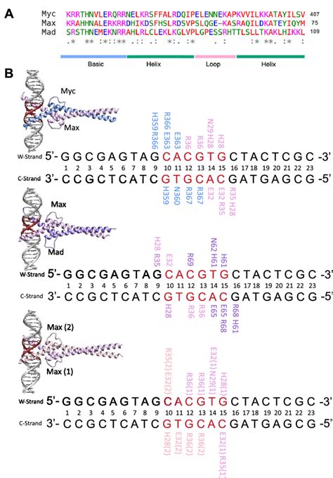 A Sequence Alignment Of The Basic Helix Loop Helix Domain Of Myc Max