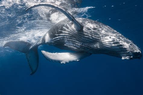 Humpback Whale Wallpapers Wallpaper Cave