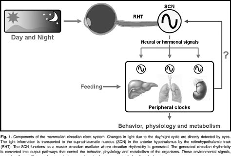 Figure 1 From Mammalian Molecular Clocks Semantic Scholar