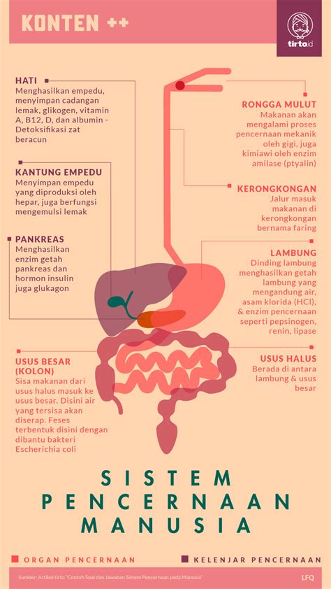 Soal Dan Jawaban Sistem Pencernaan Pada Manusia Kelas 8 Pendidik Siswa