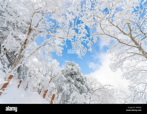 Winter landscape white snow of Mountain in Korea Stock Photo - Alamy