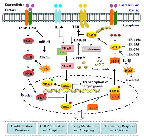 Frontiers Involvement Of Transcription Factor Foxo1 In The