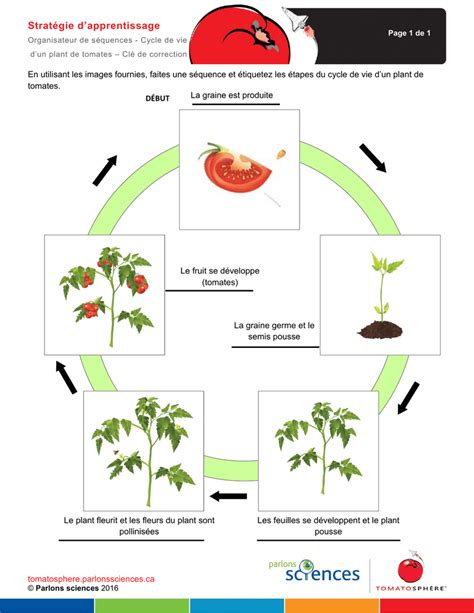 Cycle De Vie D Un Plant De Tomates Cl De