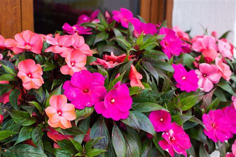 New Guinea Impatiens Provide Color in Shade | Birds and Blooms