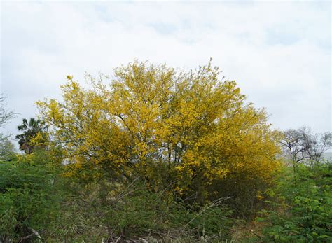 Paloverde Parkinsonia Texana En La Zona Conurbada De Cd Flickr