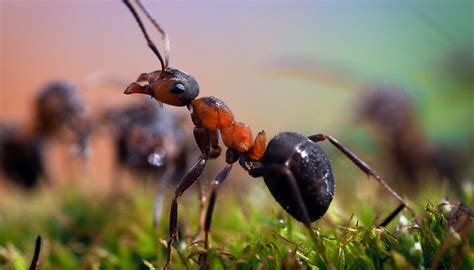 Tipos De Formigas Pequenas - Espécies de Formigas: Lista Com Tipos, Nomes e Fotos – Mundo Ecologia