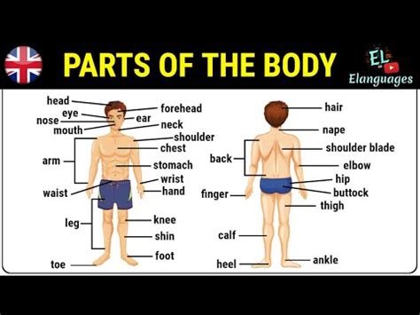 Parts Of The Body In English Human Body Parts Names Vocabulary YouTube