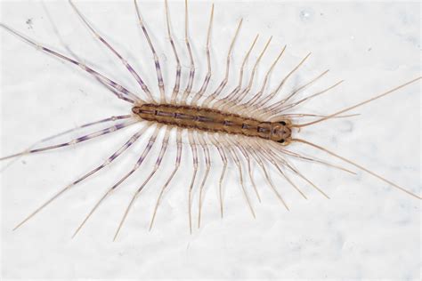 Giant House Centipede