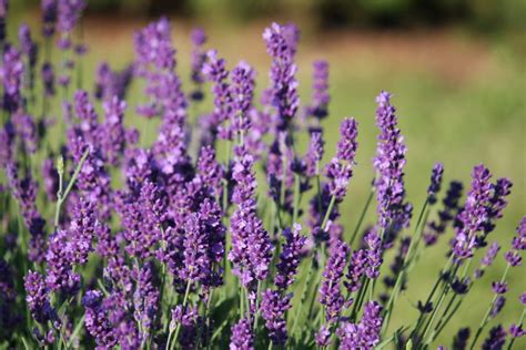 Lavanda Blog