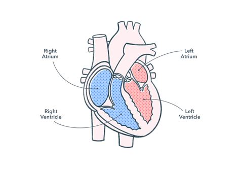 anatomy  physiology   human heart pocket prep