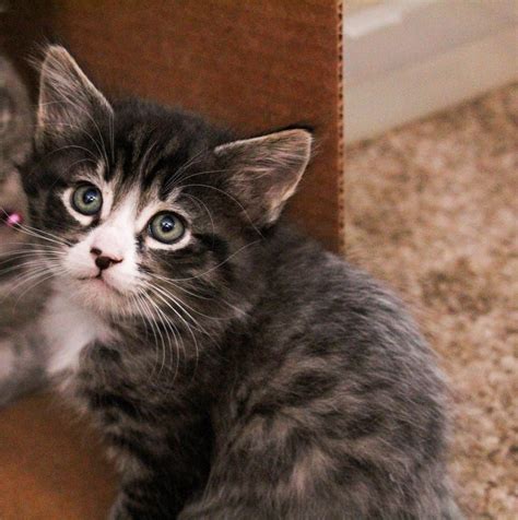 7 Kittens Born With Fever Coat Their True Colors Begin To Show As