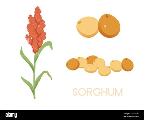 Planta Agr Cola De Sorgo Con La Ilustraci N Del Vector Del Grano De Las