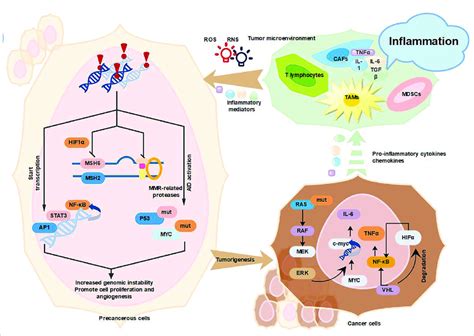 Inflammation Promotes Cancer Development Tumor Associated Inflammation Download Scientific